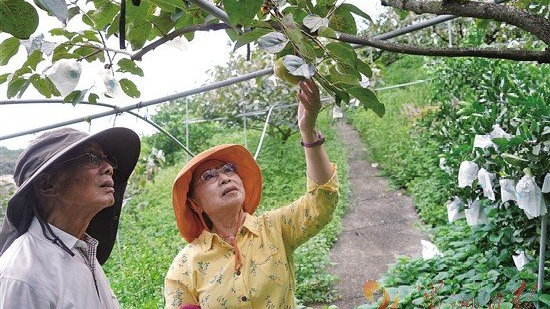 台湾水果奶奶，正版资料背后的甜蜜故事