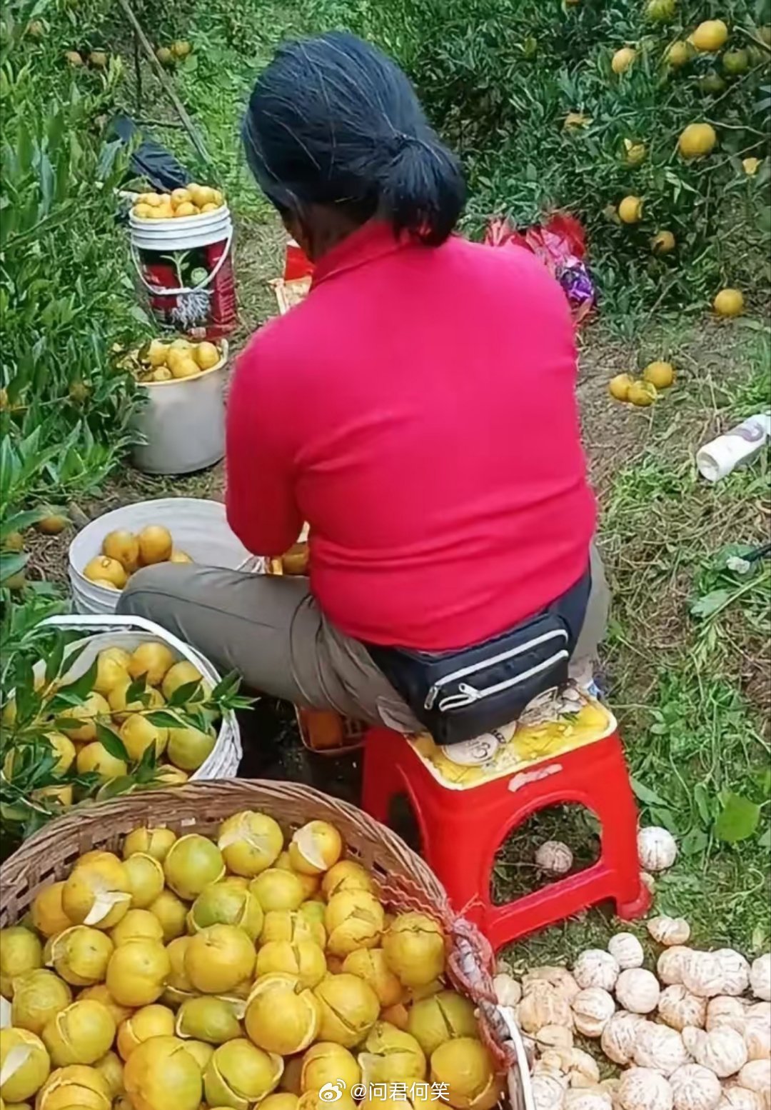 水果奶奶98765，最新价格行情与市场动态分析