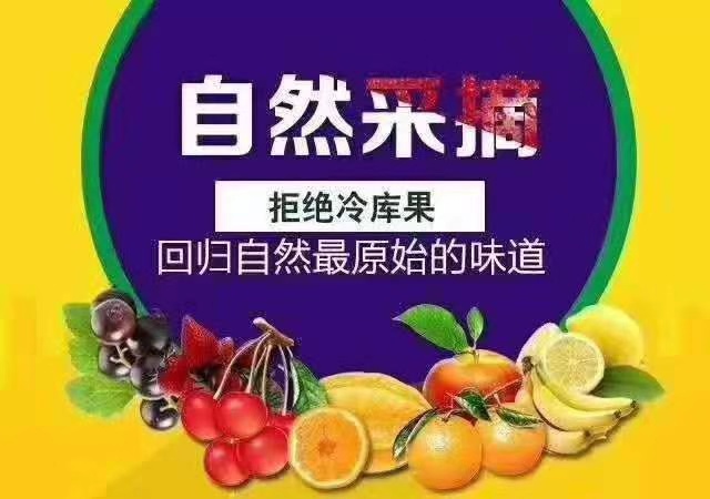 水果奶奶的心水主论，在讼坛官方网页上的独特见解