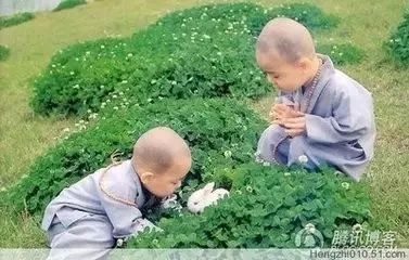 探秘小和尚双胆必下的神秘传说与文化内涵