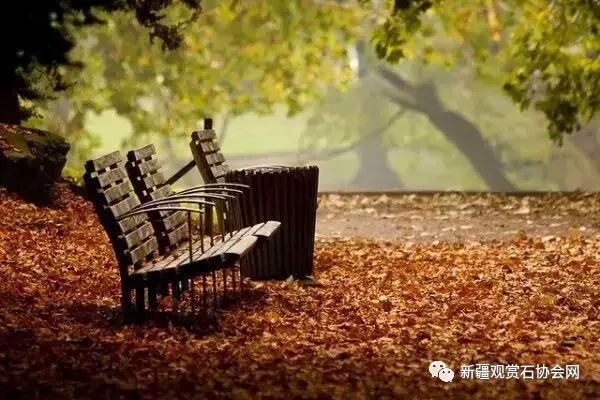 晚秋字谜3D，解锁智慧与乐趣的奇妙旅程