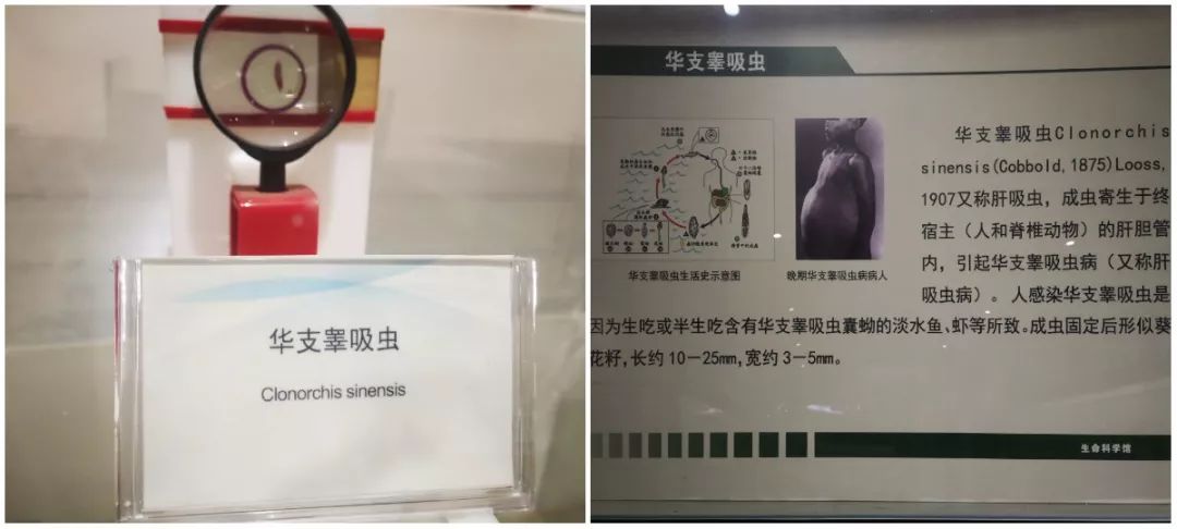 探秘香港612生命灵粮堂,最新免费版剧本在线观看指南香港611灵粮堂崇拜